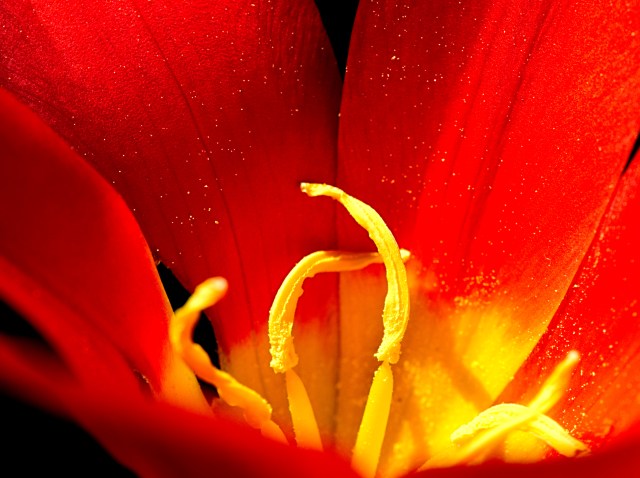 Tulpe