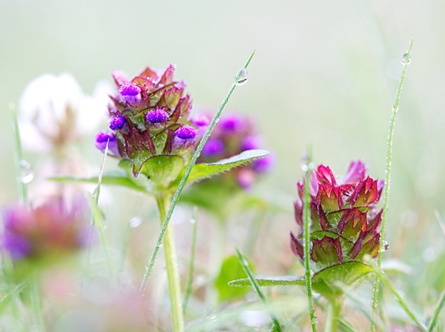 Wildblumen