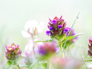 Wildblumen