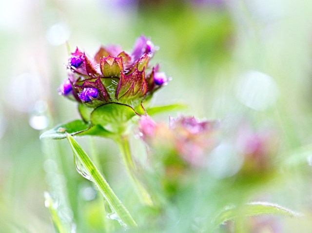 Wildblumen