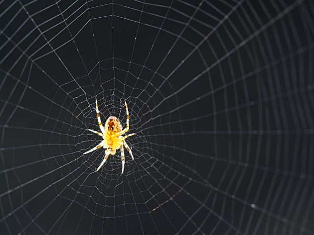 Spinne im Netz