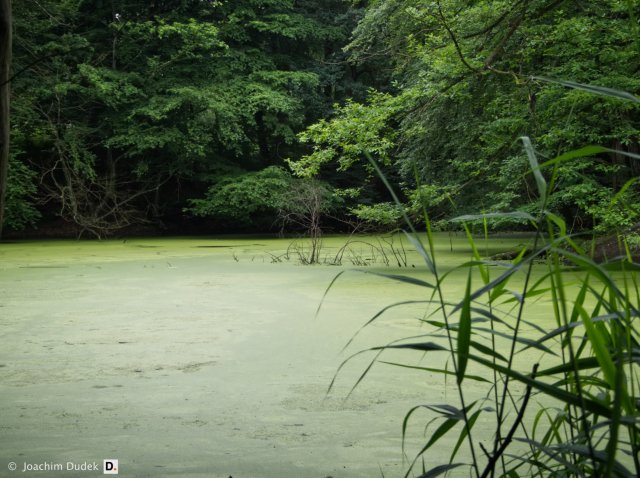 Alter Steinbruch im Duisburger Stadtwald