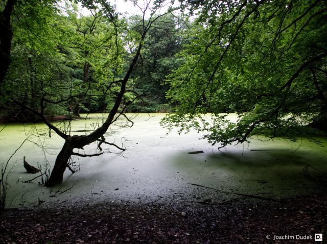 Alter Steinbruch im Duisburger Stadtwald