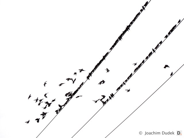 Vögel auf der Leitung