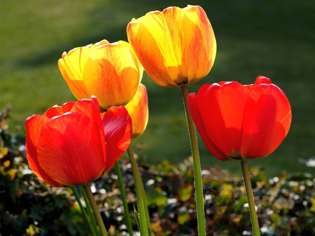 Tulpen
