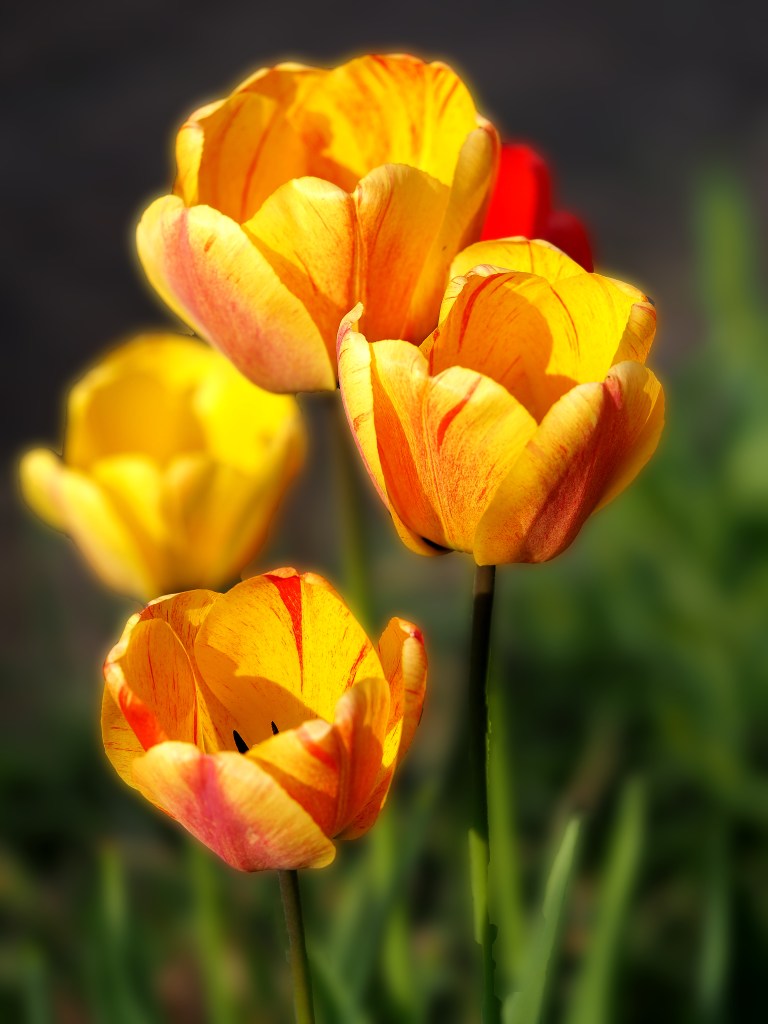Tulpen