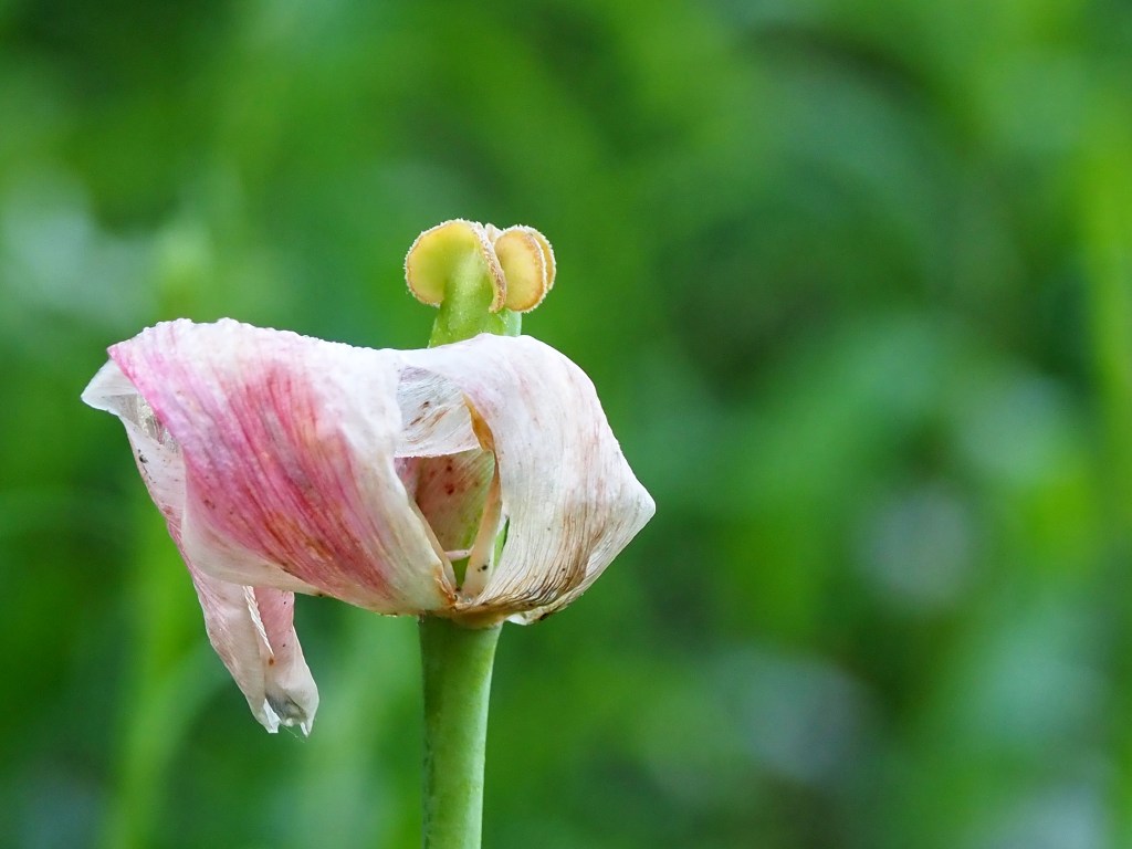 Ende einer Tulpenblüte