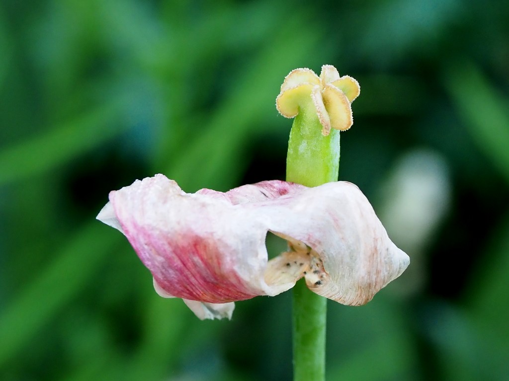 Ende einer Tulpenblüte
