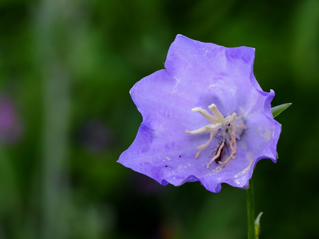Rundblättrige Glockenblume