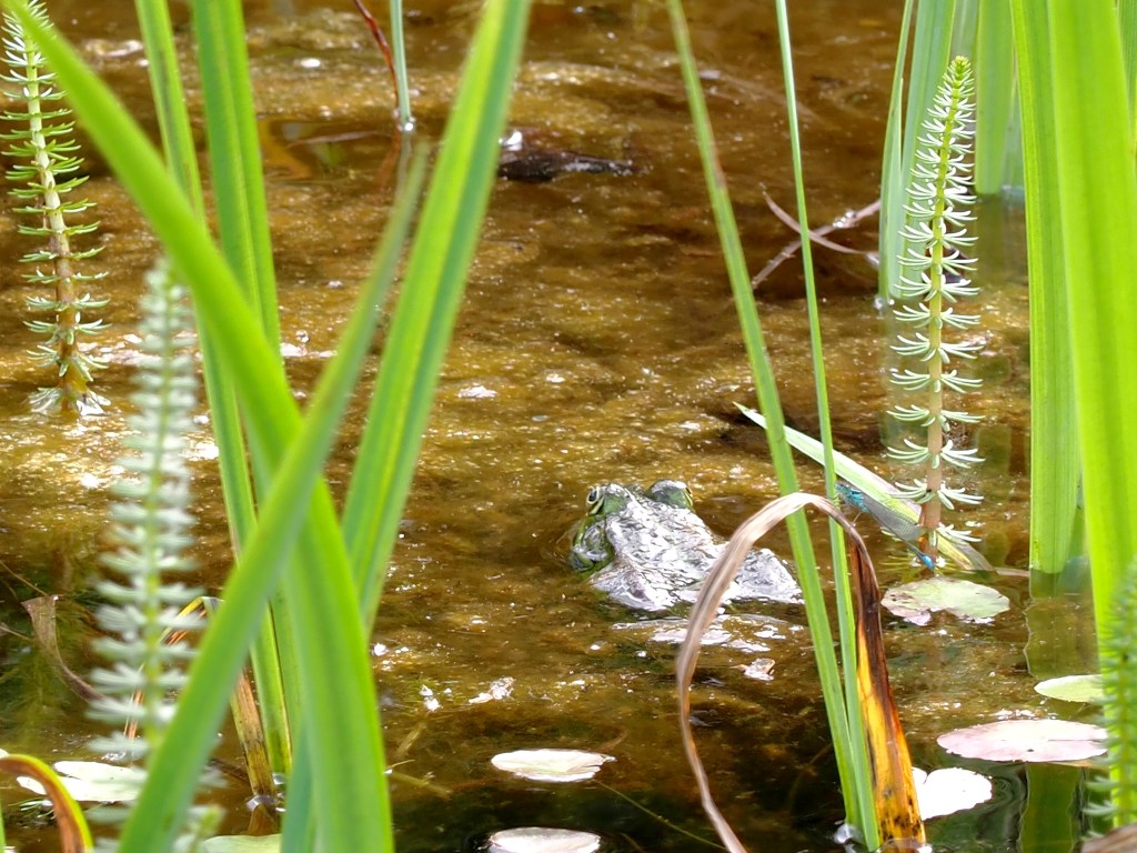 Frosch im Teich