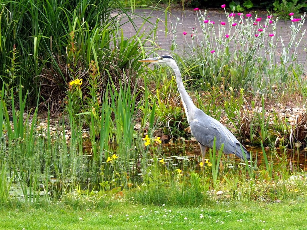 Reiher in Lauerstellung