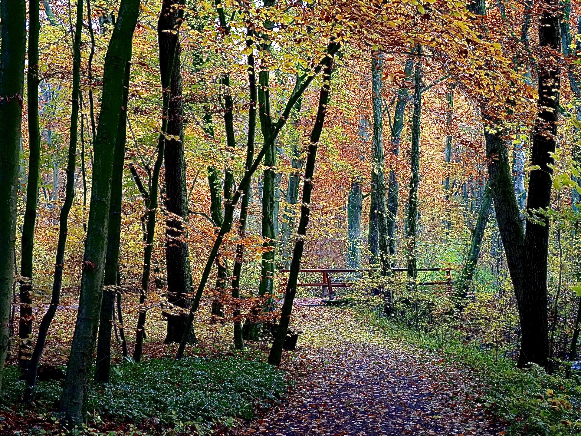 Herbstwald