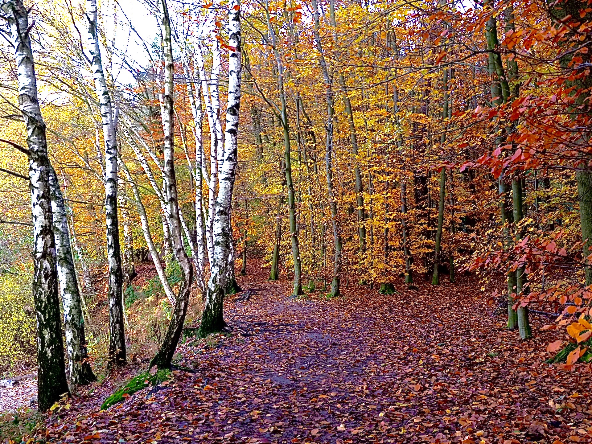 Herbstwald